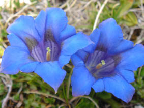 Gentiana acaulis